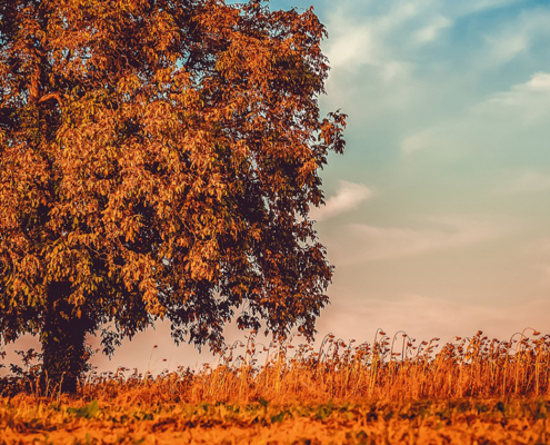 Fall Country Music
